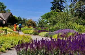 Bellevue Botanical Garden Spring Bloom Walks